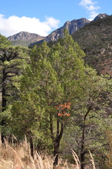 Juniperus deppeana deppeana
