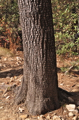 Juniperus deppeana deppeana