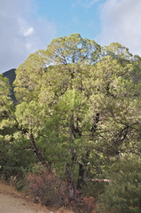 Juniperus deppeana deppeana