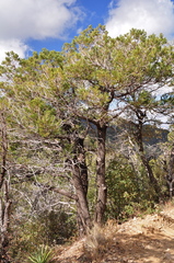 Juniperus deppeana deppeana