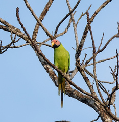 Psittacula roseata