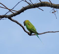 Psittacula roseata
