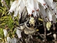 Anthophora pacifica
