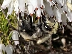 Anthophora pacifica