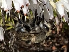 Anthophora pacifica