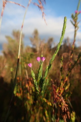 Comesperma retusum