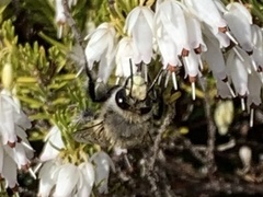 Anthophora pacifica