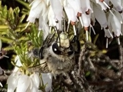 Anthophora pacifica