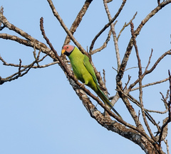 Psittacula roseata