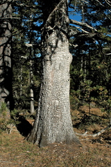 Juniperus deppeana robusta