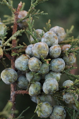 Juniperus deppeana robusta