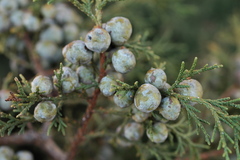 Juniperus deppeana robusta