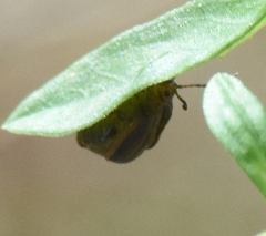 Neolochmaea dilatipennis