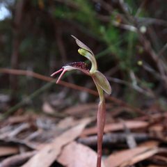 Chiloglottis reflexa