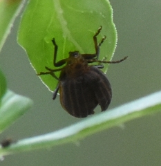 Neolochmaea dilatipennis