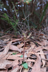 Chiloglottis reflexa