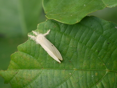Euproctis lunata