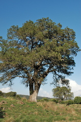 Juniperus deppeana deppeana