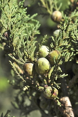 Juniperus deppeana deppeana