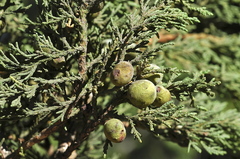 Juniperus deppeana deppeana
