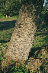 Juniperus deppeana deppeana