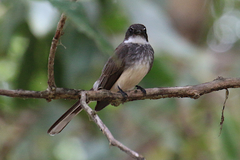 Rhipidura rufiventris