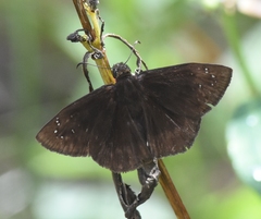 Ephyriades brunnea
