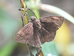 Ephyriades brunnea