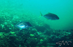 Platycaranx chrysophrys