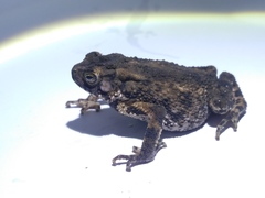 Ingerophrynus biporcatus