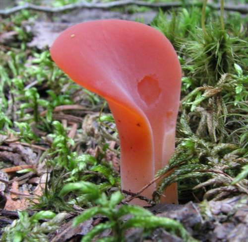 Guepinia helvelloides — (c) christine123, some rights reserved (CC BY)