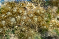 Anthopleura dixoniana