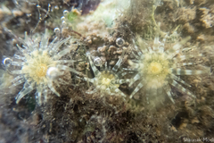 Anthopleura dixoniana