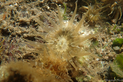 Anthopleura dixoniana