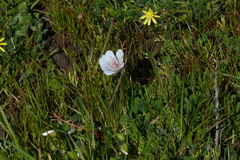 Limnanthes