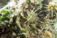 Anthopleura dixoniana