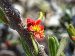 Castela tortuosa