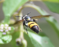 Dielis trifasciata
