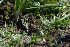 Hesperevax caulescens