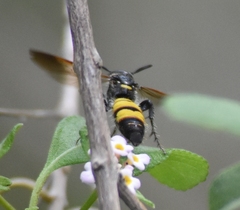 Dielis trifasciata