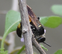 Dielis trifasciata