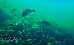Platycaranx chrysophrys