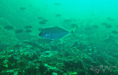 Platycaranx chrysophrys
