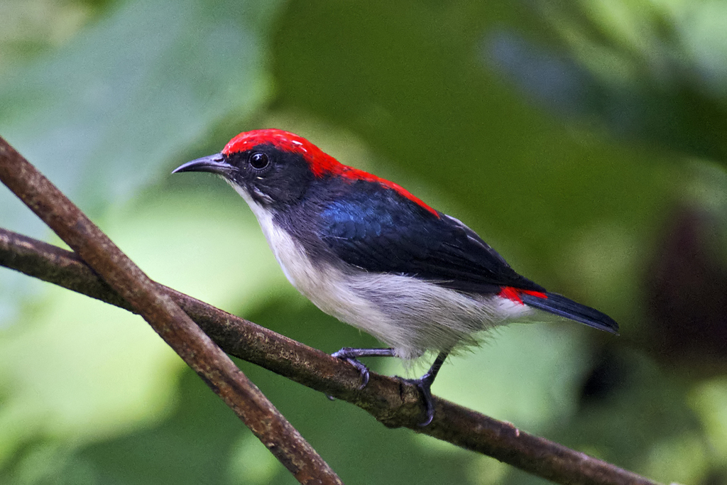 Scarlet-backed Flowerpecker photo