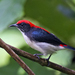 Scarlet-backed Flowerpecker - Photo (c) Vijay Anand Ismavel, some rights reserved (CC BY-NC-SA)
