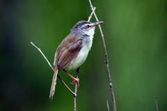 Prinia rufescens