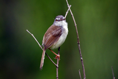 Prinia rufescens