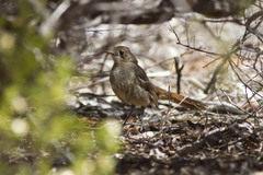 Drymodes brunneopygia