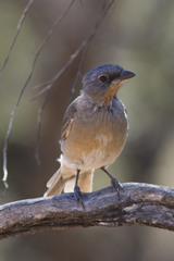 Pachycephala inornata