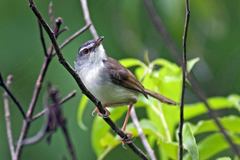 Prinia rufescens